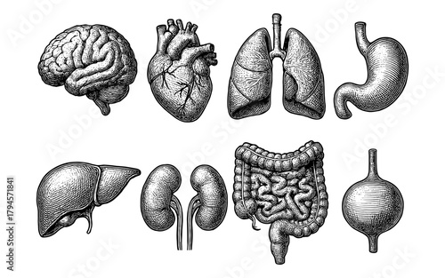 Intricate hand-drawn anatomical organs set for medical illustration projects