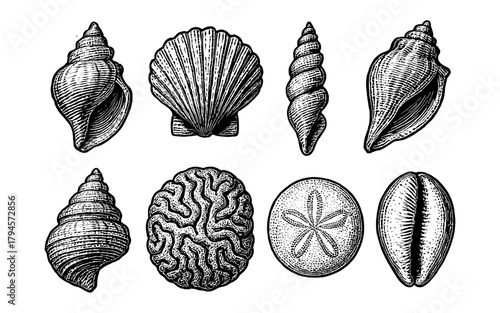 Intricate hand drawn seashell collection on white background