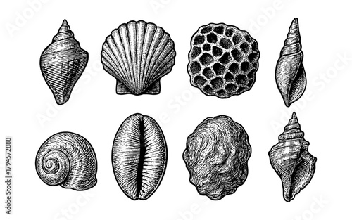 Intricate hand drawn seashells collection on white background