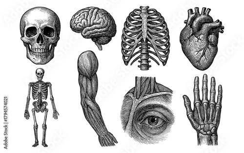 Detailed vintage anatomy collection with human skeleton and organs in sketch style