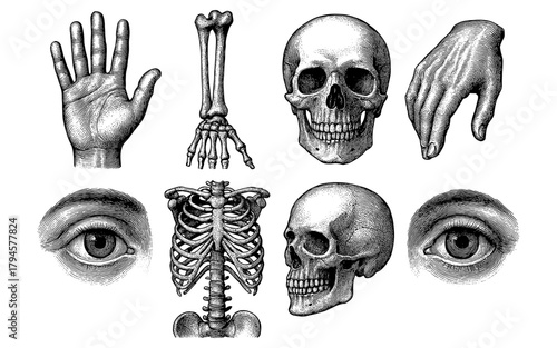 Vintage anatomical engravings of human skeleton and body parts for medical studies