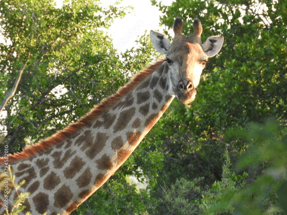 Obraz premium Girafe