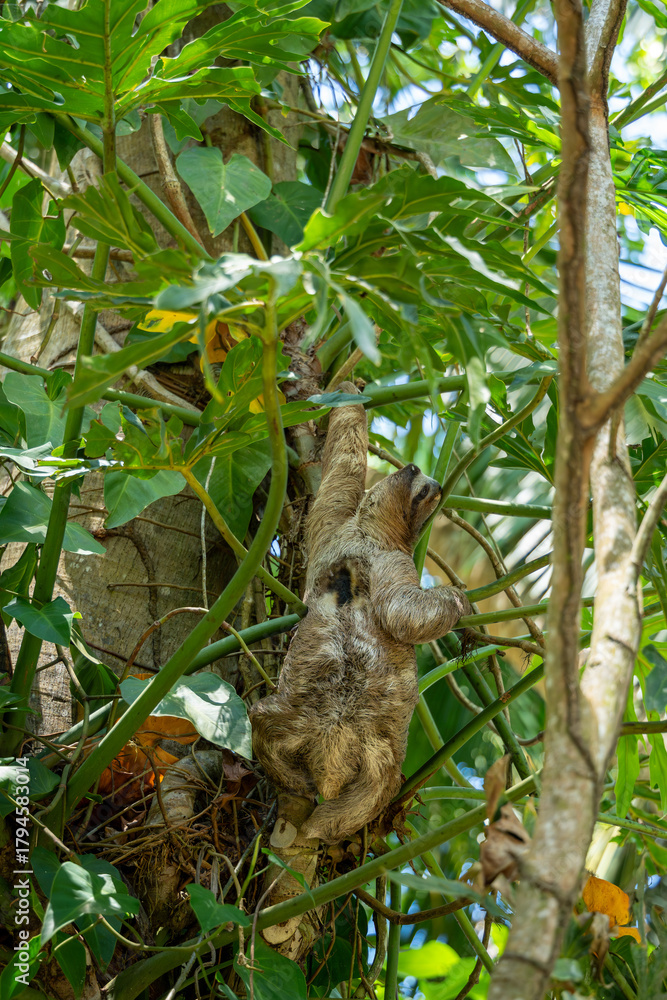 Naklejka premium Three-toed sloth Bradypus variegatus climbing tropical tree in rainforest