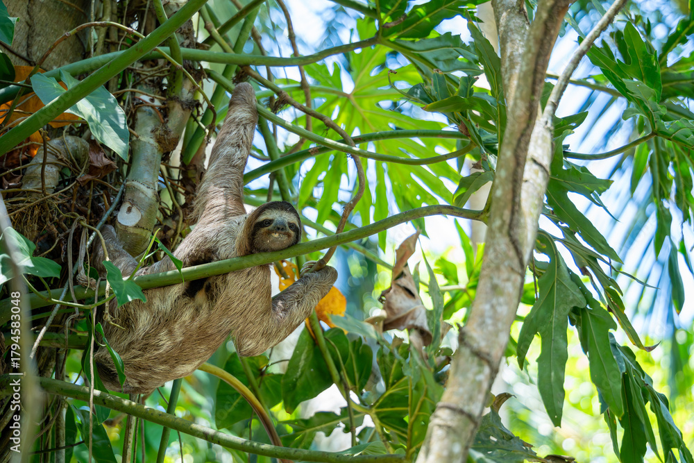 Naklejka premium Three-toed sloth (Bradypus variegatus), on vegetation in a tropical forest