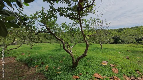 A wide and expansive guava orchard is shown with many trees planted in large numbers. The guava trees are spaced to ensure healthy, producing delicious, quality fruit for commercial sale.