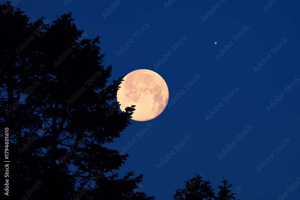 Naklejka premium Full Moon with stars, planets and rural countryside tree silhouettes.