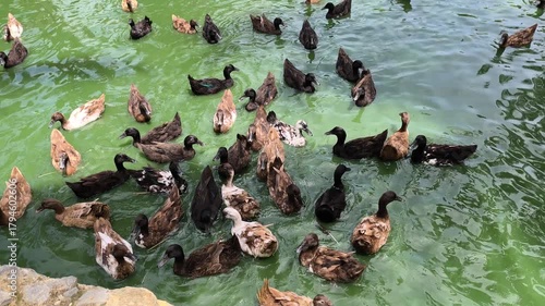 Domesticated ducks swim in a small, artificial pond on a farm. The tame ducks gather near the edge, eagerly awaiting humans to stop by and feed them.