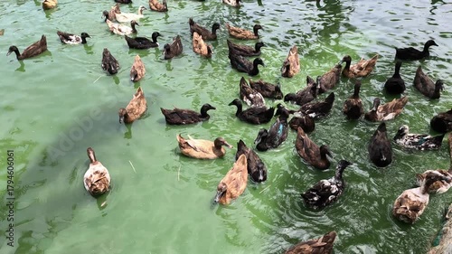 Domesticated ducks swim in a small, artificial pond on a farm. The tame ducks gather near the edge, eagerly awaiting humans to stop by and feed them.