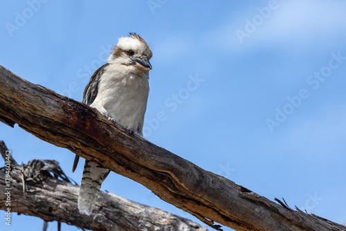 Laughing kookaburra, Dacelo novaeguineae, a territorial tree kingfisher native to Australia. This adult bird in perched in a eucalyptus tree in Freycinet National Park, Tasmania.