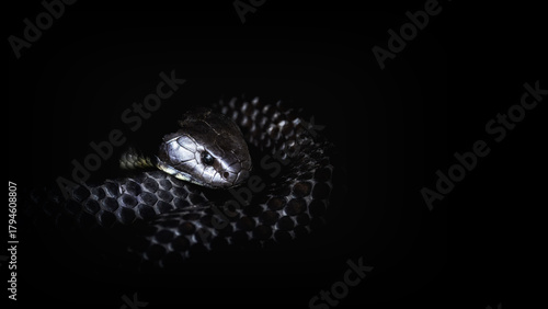 Принти на полотні Tasmanian Tiger Snake, notechis scutatus humphreysi, on black with copyspace