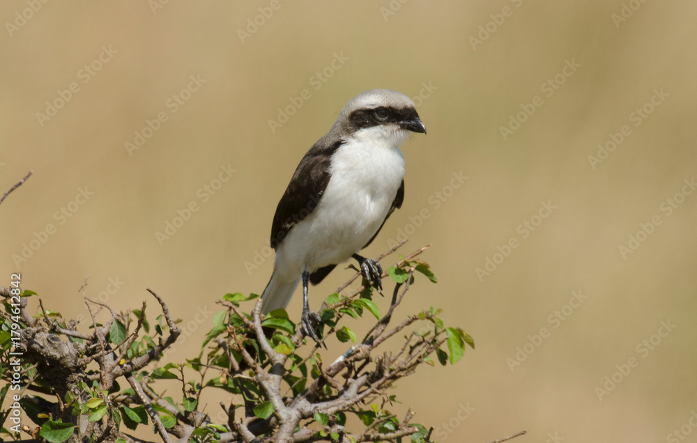 Obraz premium Pie grièche grise