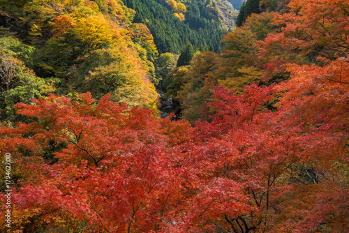 Wallpaper Mural もみじの紅葉と渓谷 Torontodigital.ca