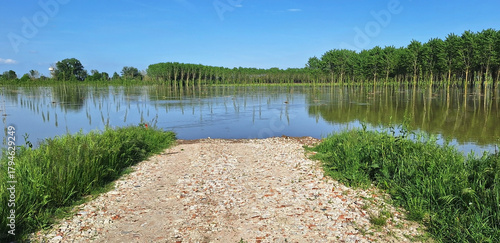 Obraz na plátně The road and the field with poplars are flooded by the river after long rains