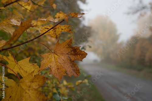 Wallpaper Mural AUTUMN LANDSCAPE - Foggy weather and yellowed leaves on roadside trees
 Torontodigital.ca