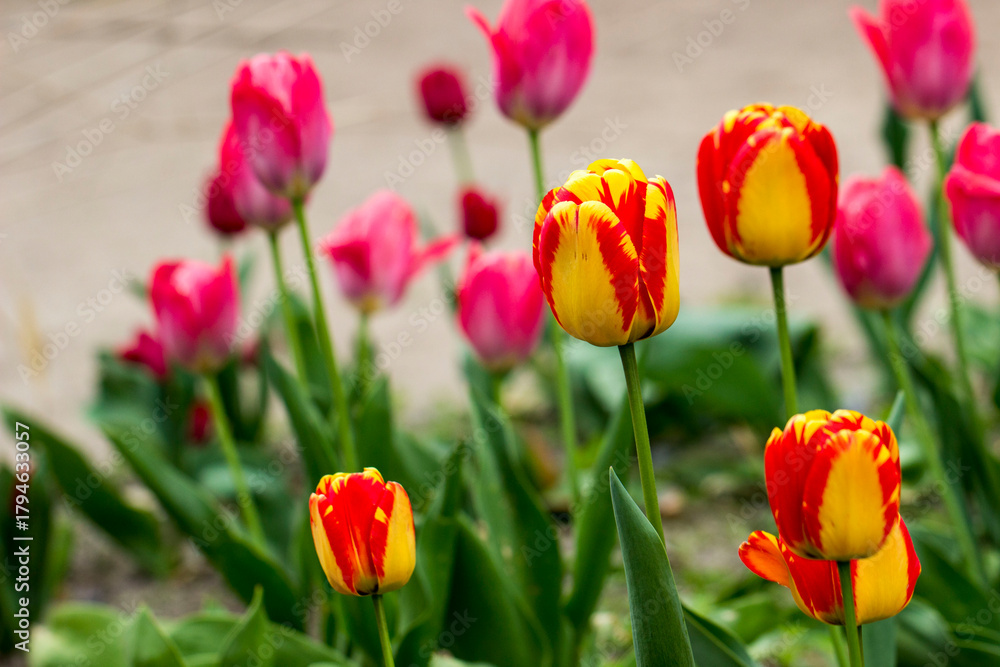 Fototapeta premium Darwin tulips are a hybrid of American Dream with red and yellow petals. a variety with large bicolor flowers. The petals of the buds combine a pale yellow shade with bright red