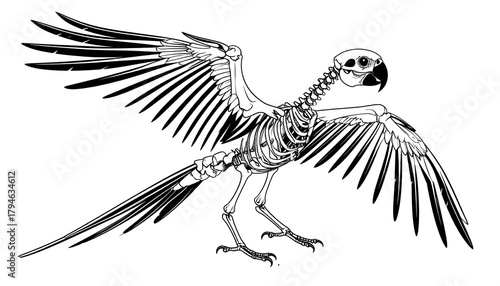 Bird skeleton illustration showing wing bones, ribs, skull, and leg bones in detail on a white background