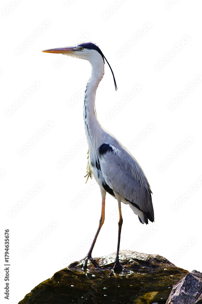 Fototapeta premium Grey heron standing on a stone, isolated background.