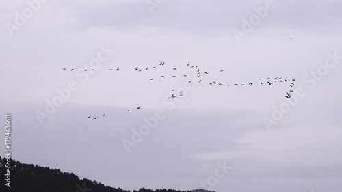 birds in flight