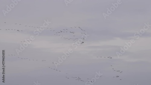 birds in flight