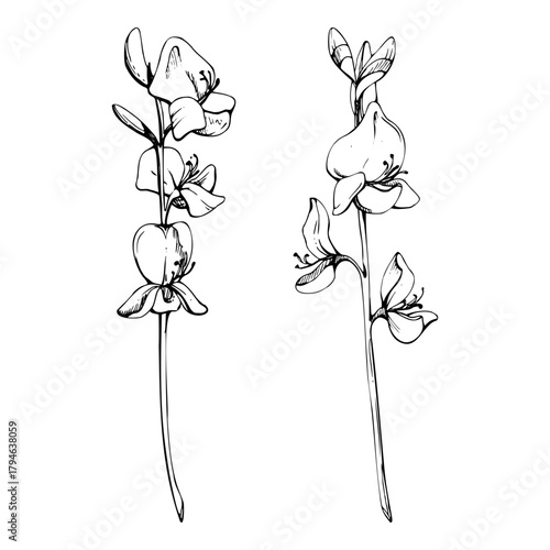 Spartium Spanish broom rush Mediterranean flower stalks hand drawn in vector ink. Legume pea family, garden decoration plant. Single object isolated botanical illustration. Florist shop, wedding