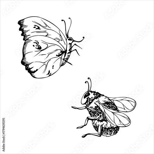 Striped fluffy bumblebee wasp, insect bug moth, clouded yellow butterfly, common brimstone. isolated illustration hand drawn in vector ink. Honey jars, beeswax products, garden herbal teas packaging