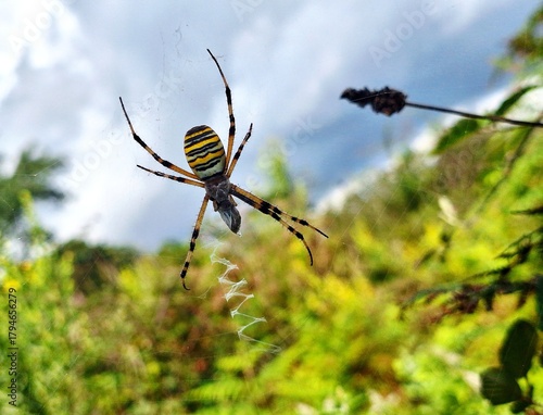 Vasp spider/ Argiope bruennichi waiting for his lunch