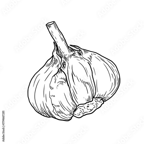 Garlic bulb, black and white sketch. Vector illustration. Unpeeled garlic bulb, a spicy vegetable good for health and cooking, isolated on a white background.
