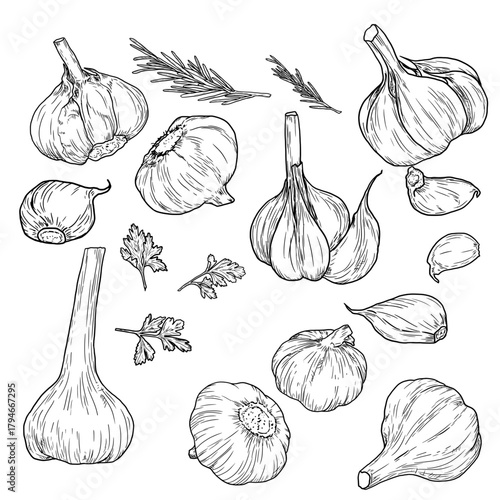Garlic bulb and cloves, sketch. Vector illustration. Sprigs of rosemary and parsley, hot pepper, spicy vegetable, set of healthy vegetables for cooking and canning isolated on a white background.
