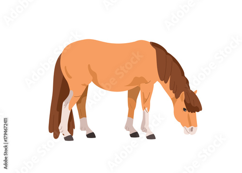 Pony, small dwarf horse grazing. Little equine animal breed, profile, side view. Thoroughbred foal standing and feeding with head down. Flat vector illustration isolated on white background