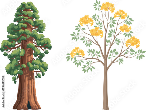 Redwood conifer tree and flowering yellow tree, botanical contrast, forest diversity, vibrant blossoms, seasonal foliage, nature scene, outdoor landscape, plant structure, scenic view, green leaves