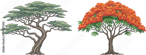 Gnarled green tree and vibrant autumn tree, seasonal foliage contrast, botanical diversity, forest scene, nature landscape, outdoor environment, plant structure, scenic view, colorful leaves, bloom