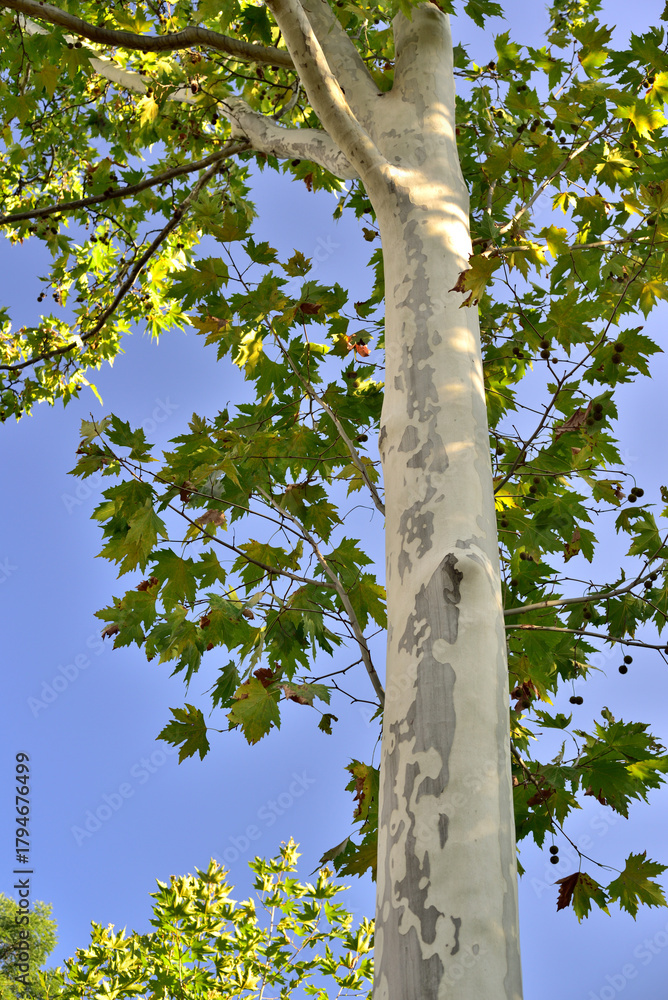 Fototapeta premium Sycamore Tree Against Blue Sky