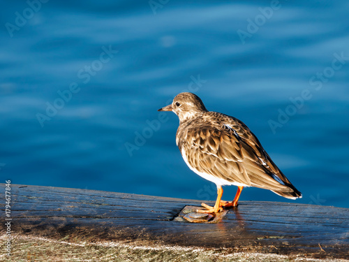 Turnstones At Lyme Regis Harbour Dorset England
