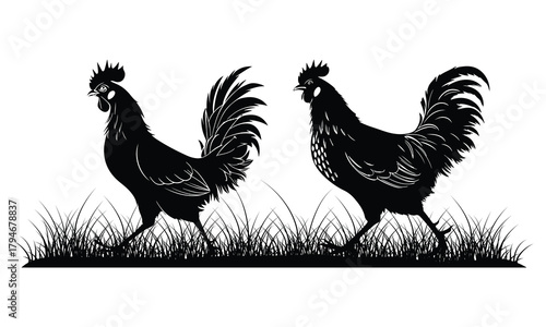 Two walking rooster silhouettes with grass on a transparent background, vector illustration
