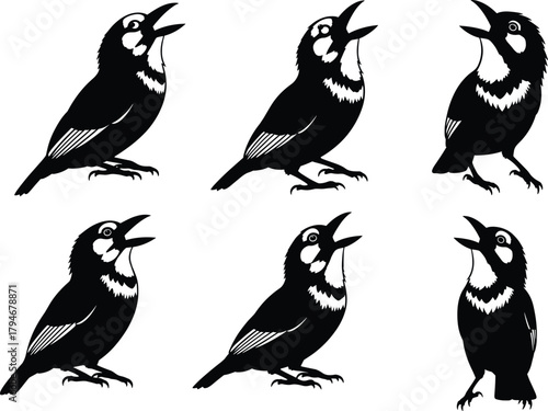 Black and white bird illustrations, singing pose, cheek patch, wing stripes, vector set, stylized posture, artistic design elements