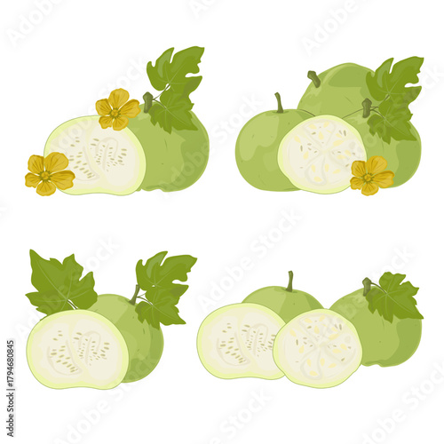 Set Tinda. Indian Round Gourd.