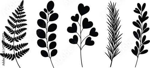 Botanical leaf silhouette vector, plant shape sketch, fern pine heart oval rounded leaves, nature design, elegant foliage illustration art