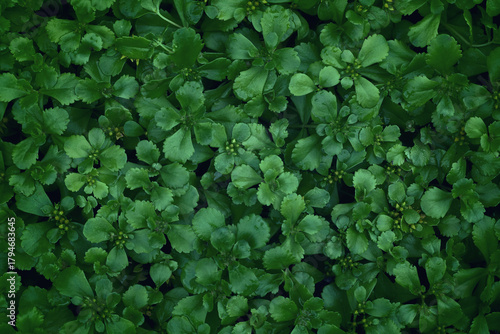 Wallpaper Mural Natural background of green leaves, abstract plant wallpaper, ground-cover plants, Earth Day Torontodigital.ca