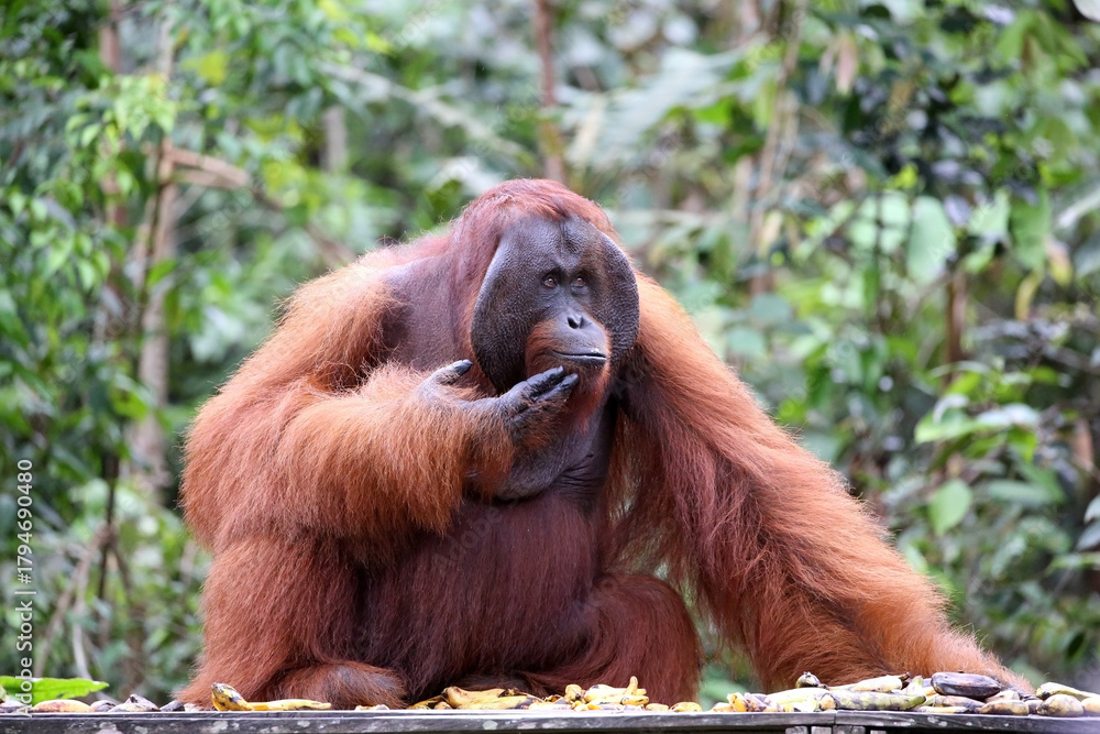 Naklejka premium Orangutans in Tanjung Puting National Park, Kalimantan, Indonesia
