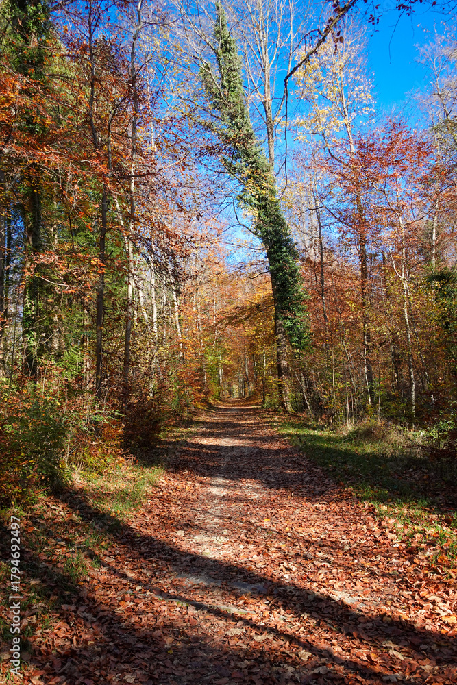 Obraz premium Riehen, Switzerland becomes truly beautiful in autumn, with vibrant foliage transforming its parks, forests, and riverbanks into a vivid tapestry of color. An ideal season for peaceful walks and photo