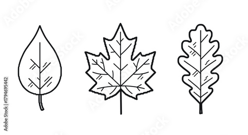 A visual guide to identifying common deciduous tree leaves and their distinct characteristics for nature enthusiasts.