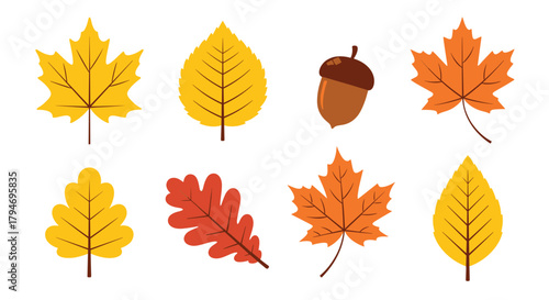 Illustrative collection of autumnal foliage and a single acorn symbolizing the transition of seasons and nature's vibrant palette during fall.