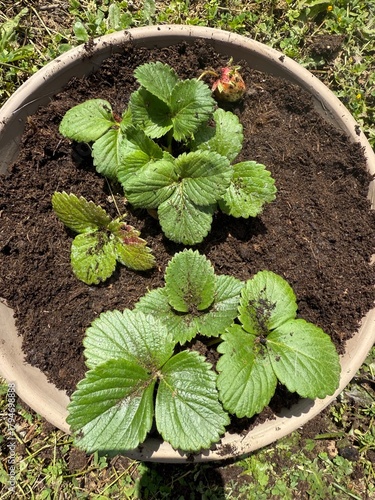 Plants de fraisiers en pot – Jardinage et culture de fraises