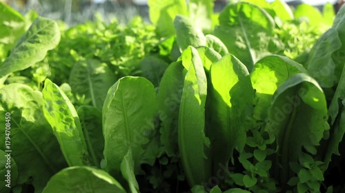Des jeunes plants d’endives verts et des légumes dans un jardin qui sont alignés dans la terre.
