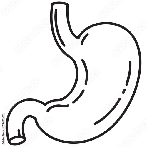 Human Stomach Anatomy Detailed Line Art Illustration for Medical Use.