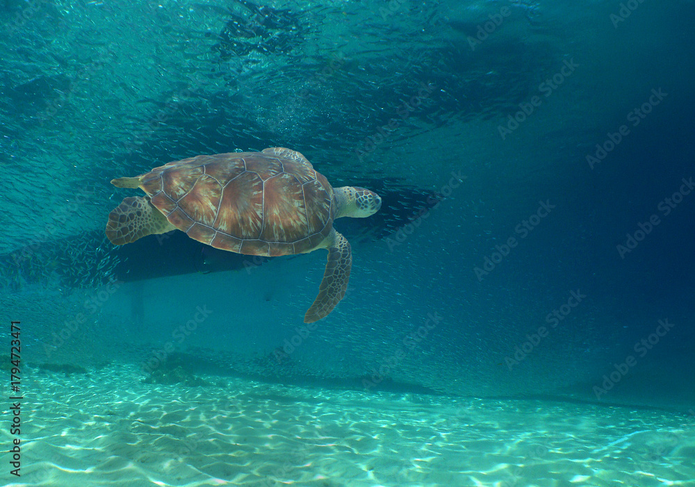 Obraz premium a sea turtle on a reef in the caribbean sea