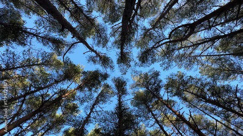 Dancing Forest Under Bright Sunlight With Swaying Trees And Nature Magic