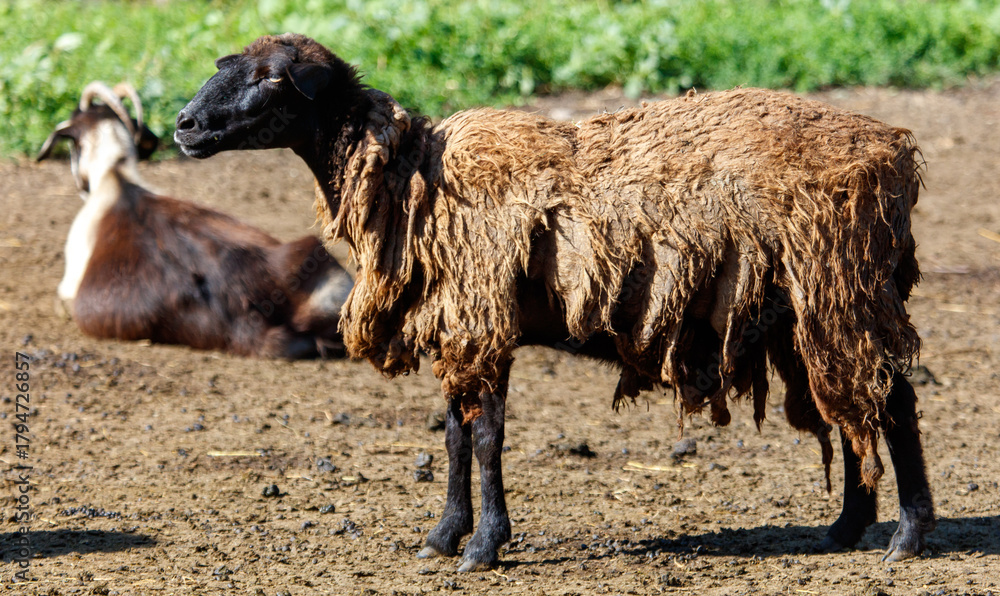 Fototapeta premium A sheep with a lot of hair on its body