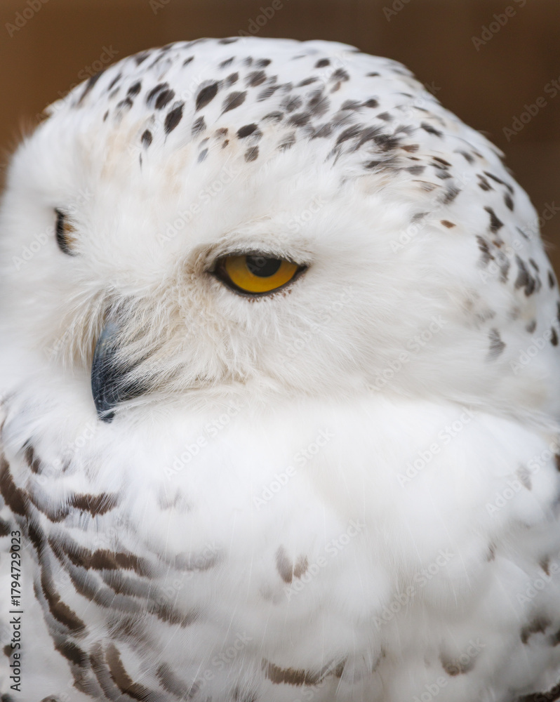 Obraz premium A white owl with yellow eyes