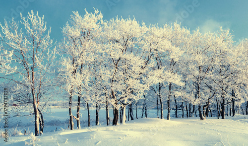 Winter landscape, snowy winter forest with frosty trees in sunny weather, vintage filter applied